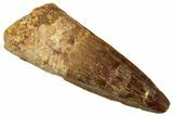 Fossil Spinosaurus Tooth - Real Dinosaur Tooth #326289-1